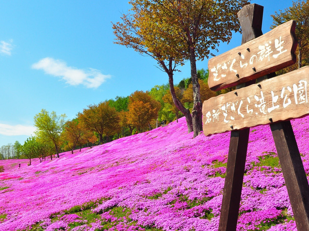 Shibazakura Takinoue Park-泷上町必去景点