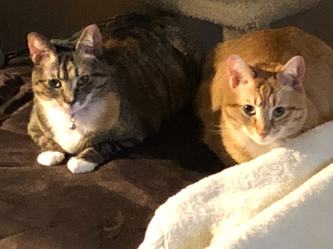 TownePlace Suites Gallup主图