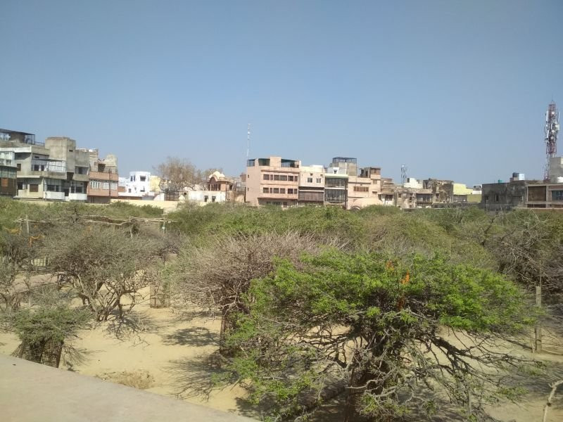 Seva Kunj and Nidhuban景点图片