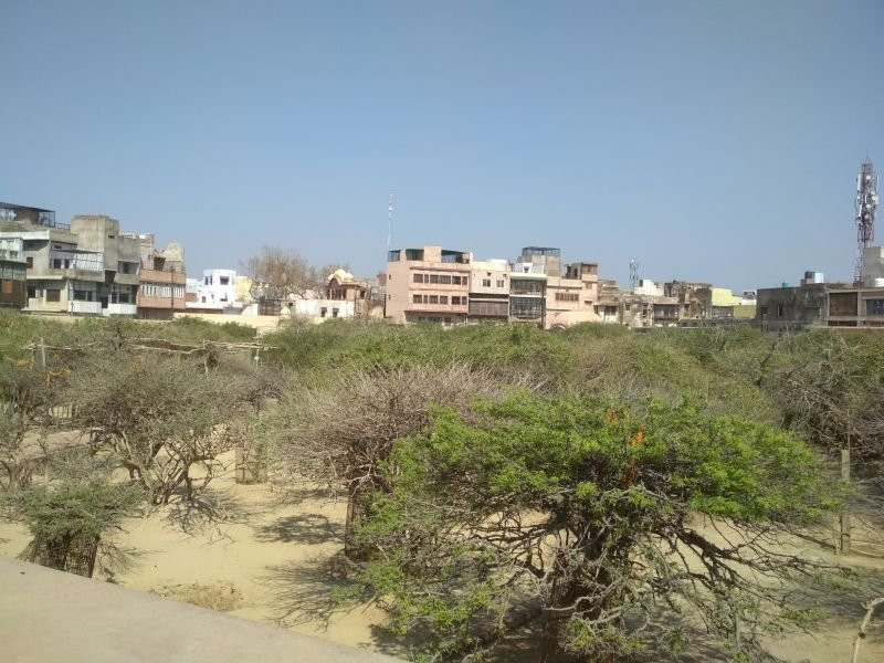 Seva Kunj and Nidhuban景点图片