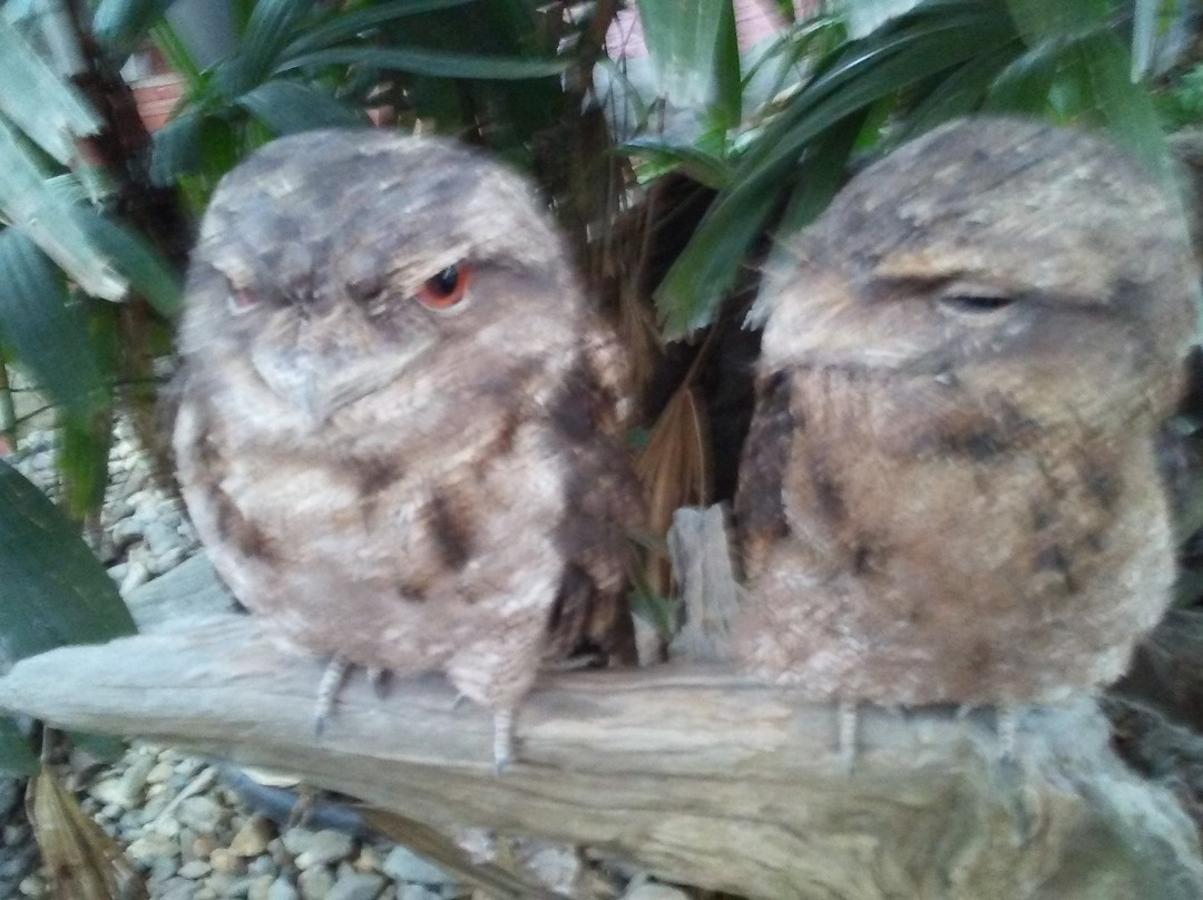 Daintree Mangroves Wildlife Sanctuary-Mossman必去景点