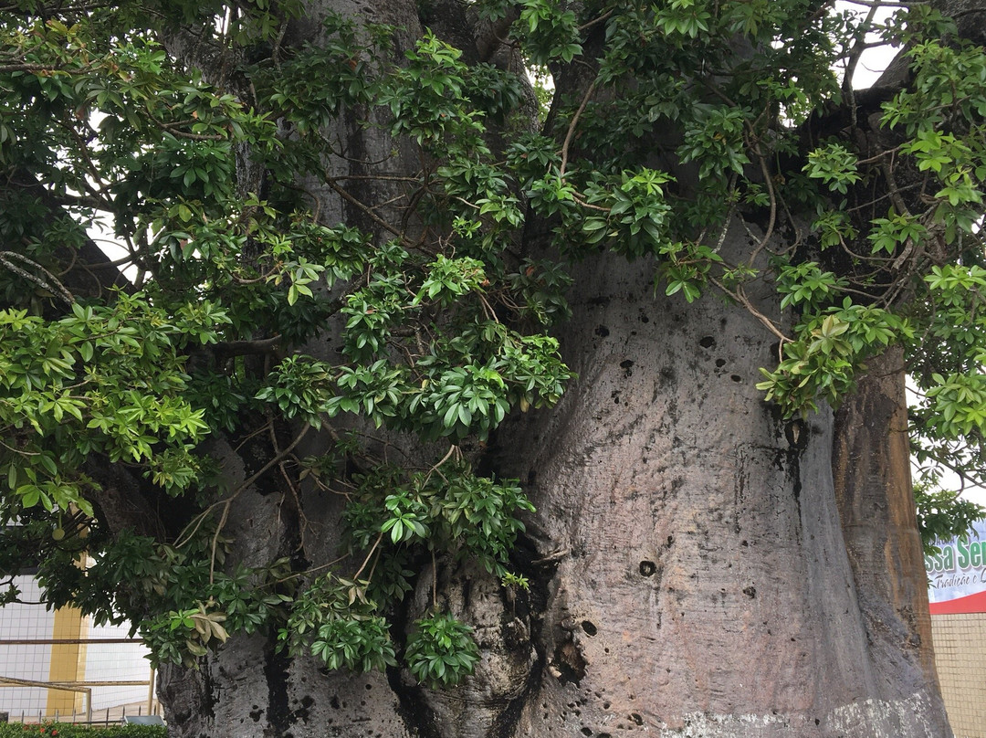 Baoba tree景点图片