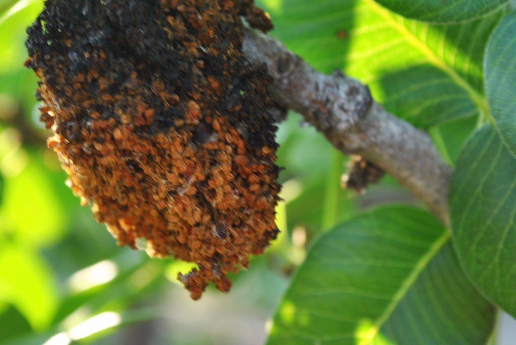 Amforeas Estate主图