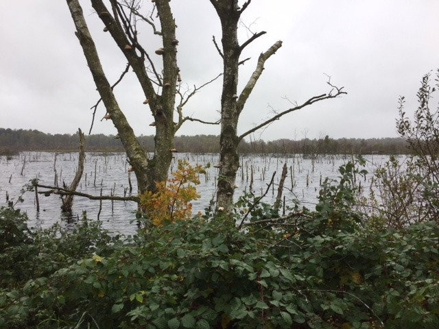 Tarbeker Moor-Tensfeld必去景点