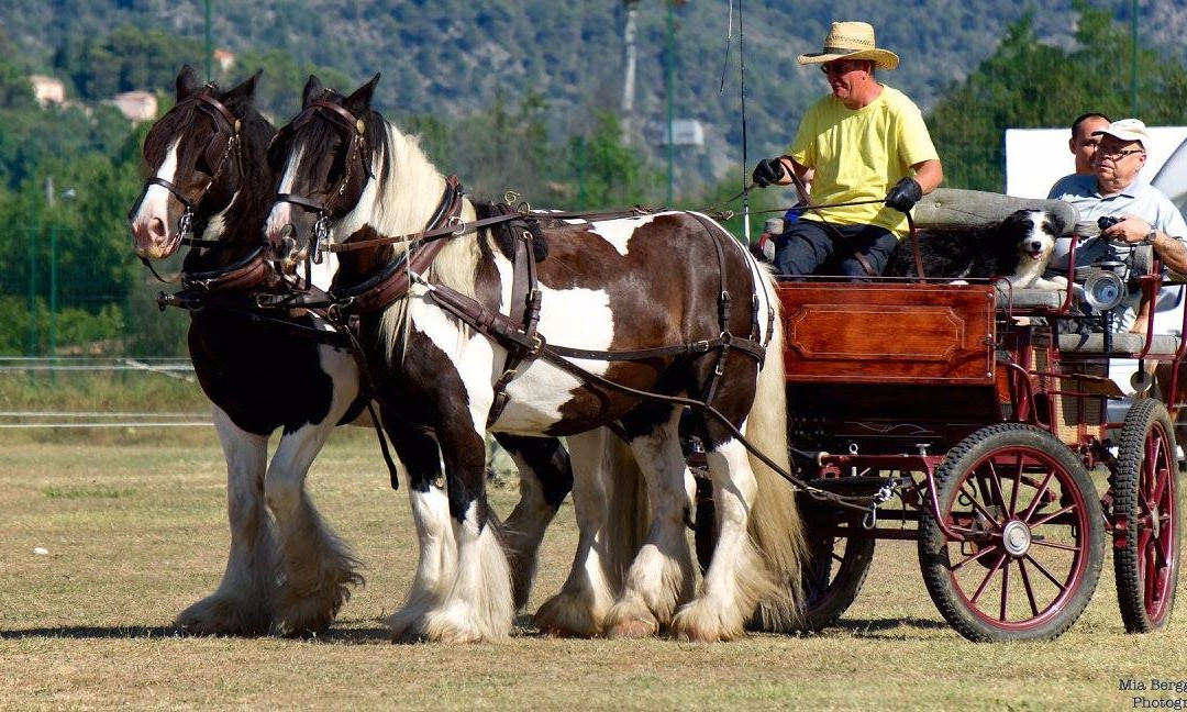 Ferme Equestre la Teuliere景点图片