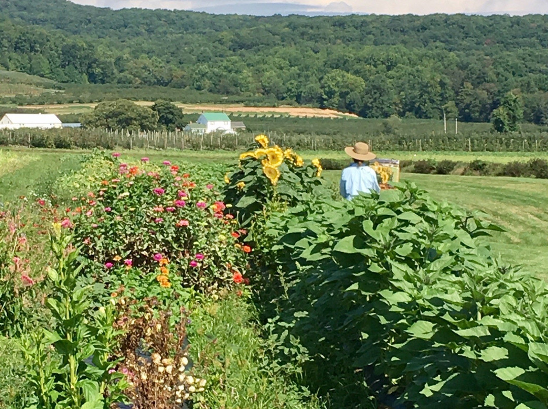 Catoctin Mountain Orchard景点图片