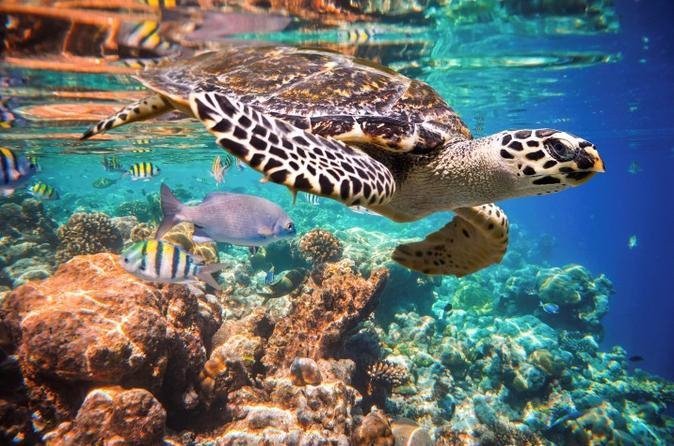 Riviera Maya Snorkeling-从莫雷洛斯港必去景点