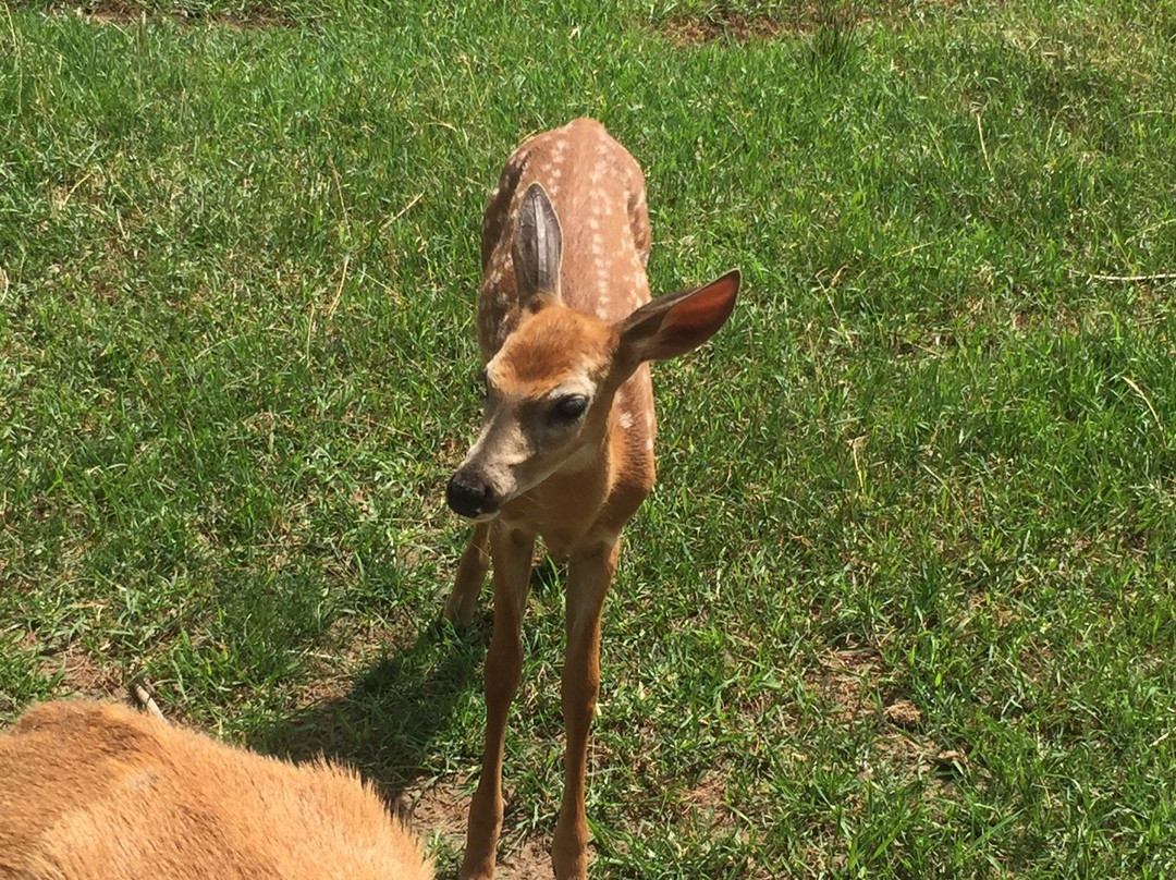Michigan Whitetail Hall of Fame Museum景点图片