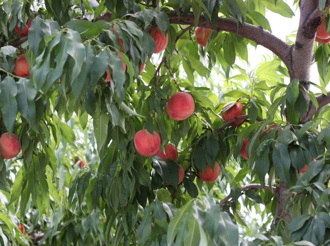 Osho Orchard景点图片