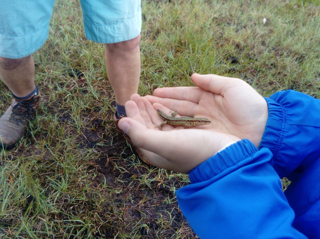 Turf Bog Tours by McAndrew's Store-Belleek必去景点