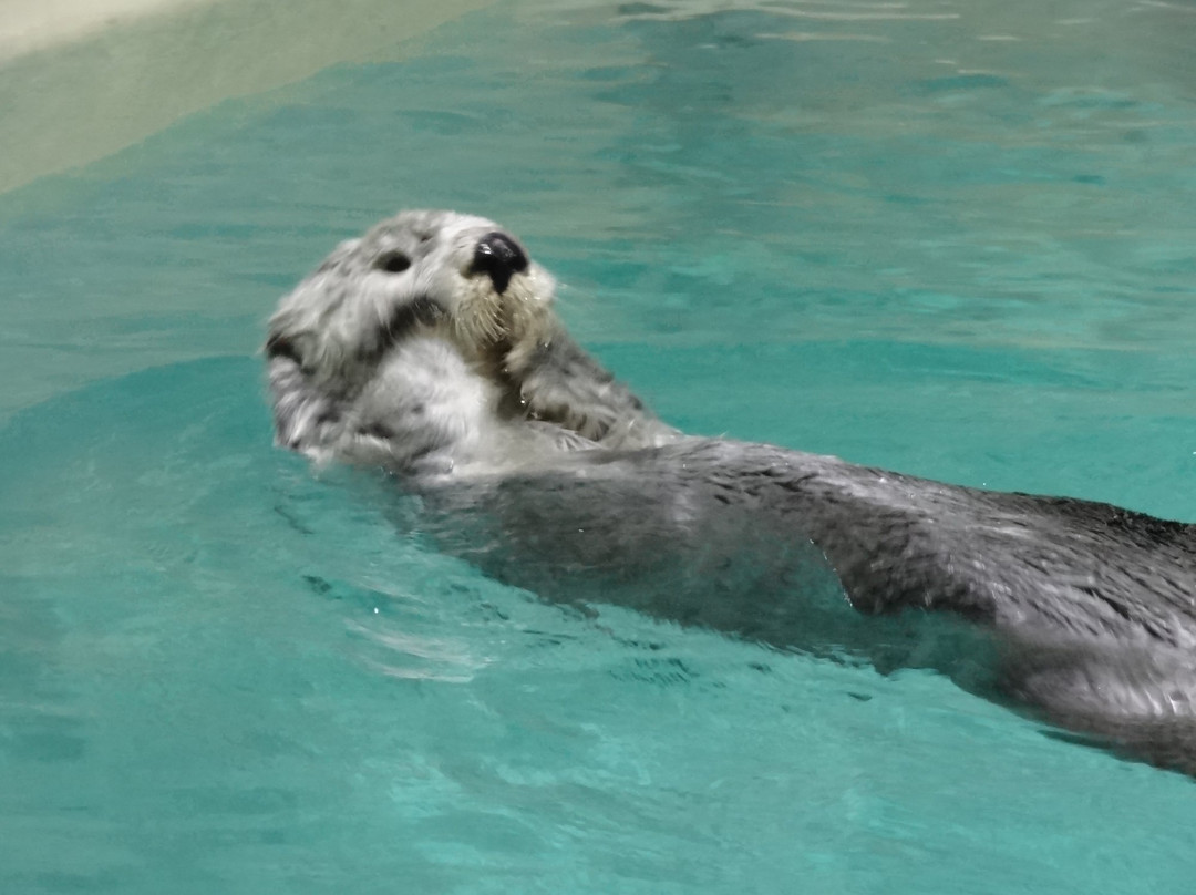 鸟羽水族馆景点图片