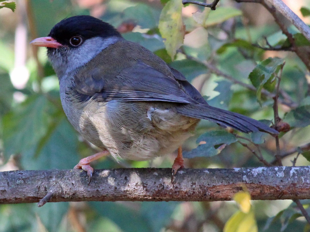 Marutswa Forest Trail and Boardwalk-Bulwer必去景点