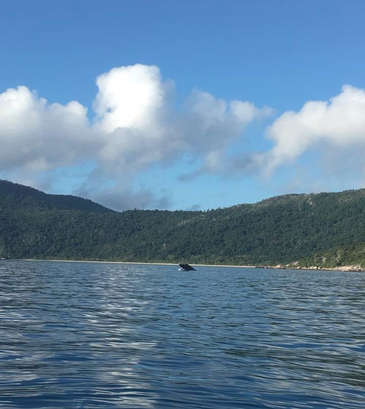 Hinchinbrook Adventures-Ingham必去景点