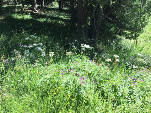 Heidi's blumenweg-圣莫里茨必去景点