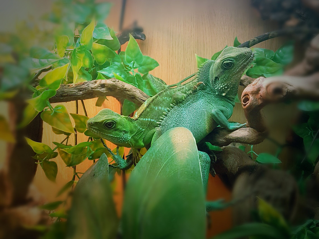 Southampton Reptile景点图片