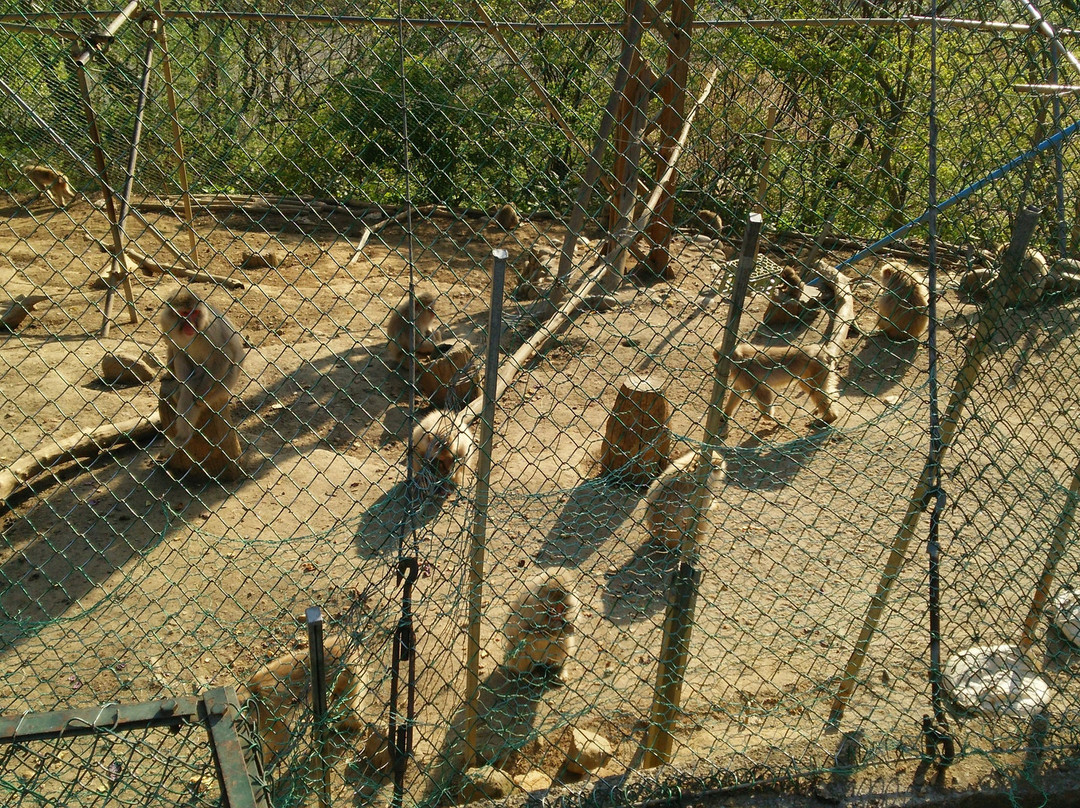 Mutsu City Wakinozawa Wild Monkeys Park-陆奥市必去景点