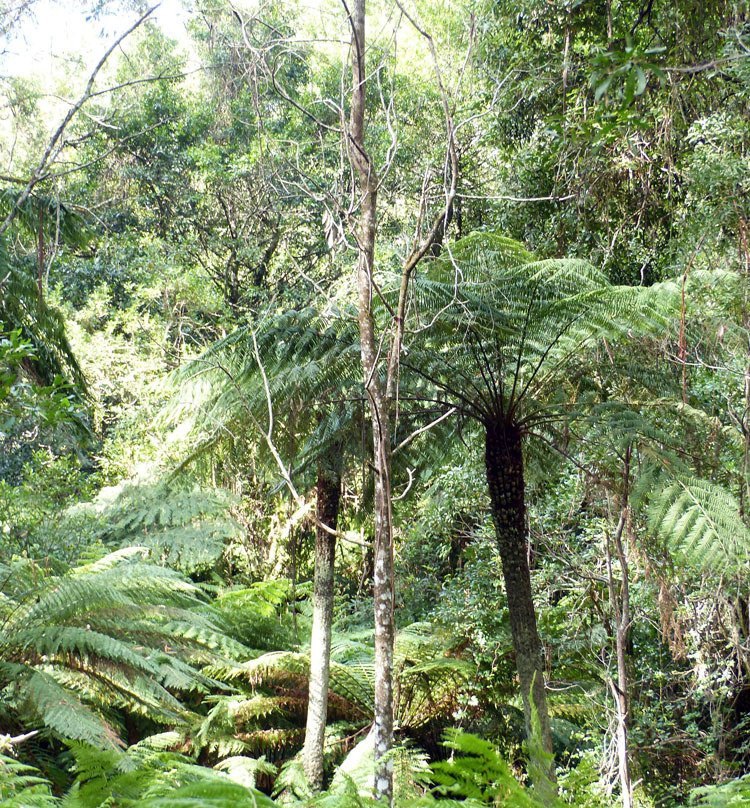 Cathedral of Ferns Walk景点图片