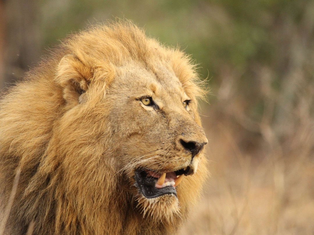 Little 5 Safaris-霍德斯普鲁特必去景点