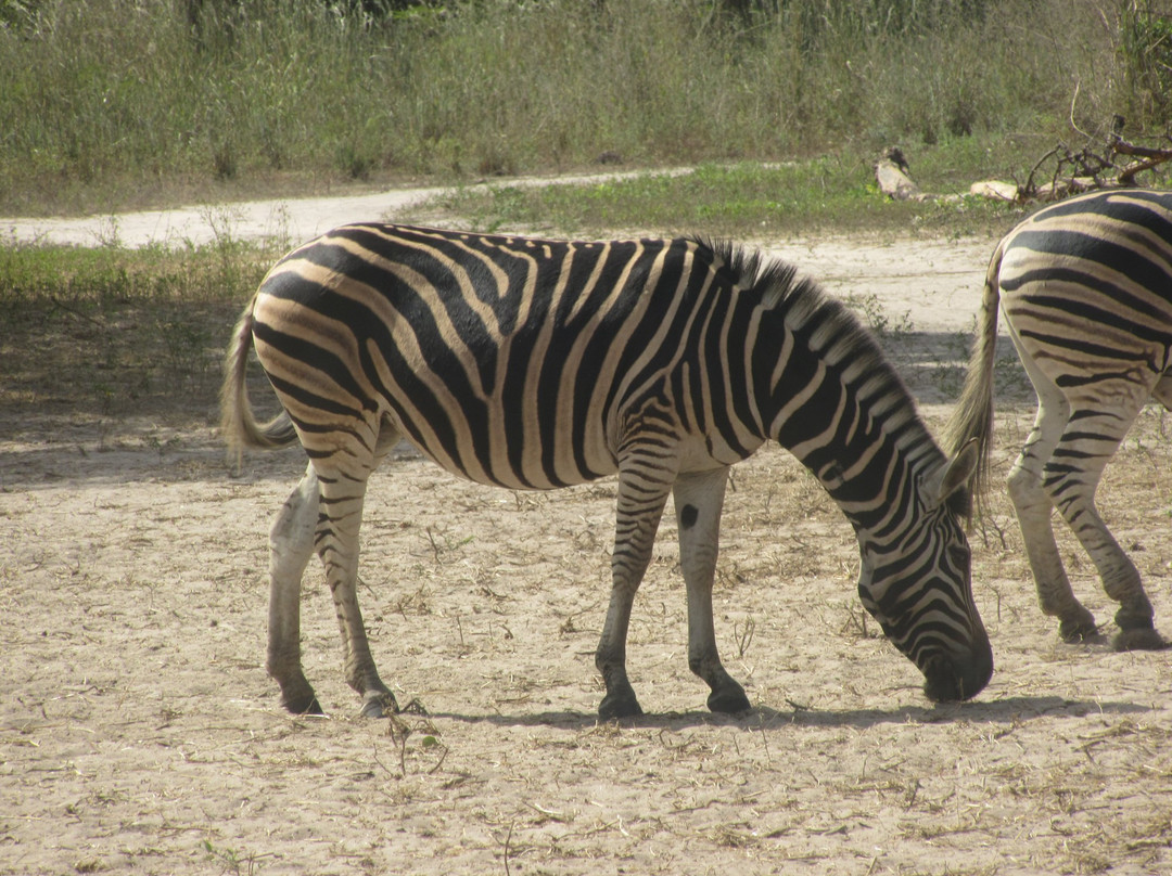 Gambia Safari景点图片