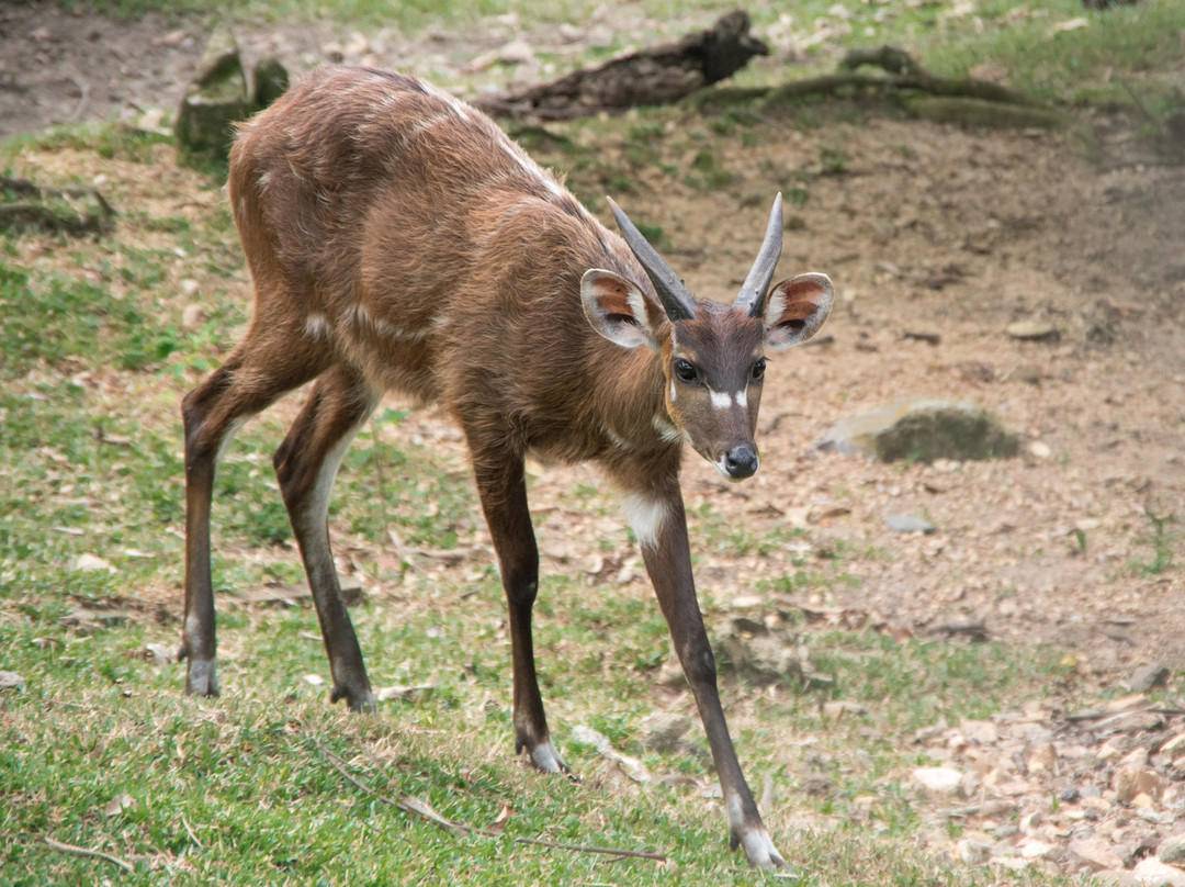 Museum Albert Schweitzer-Lambarene必去景点