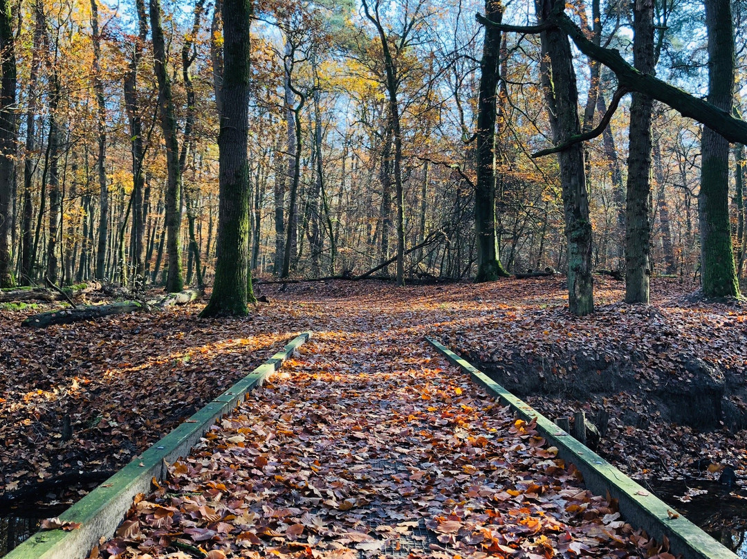 Leuvenumse bossen-Leuvenum必去景点