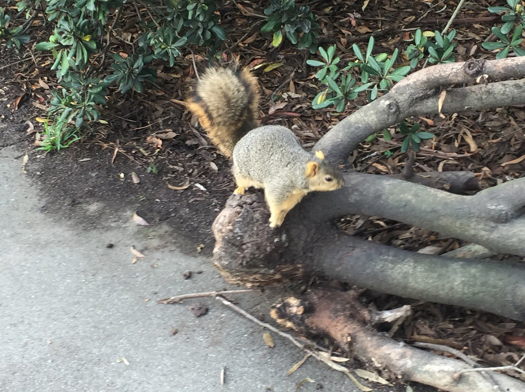 Huntington Central Park-亨廷顿海滩必去景点