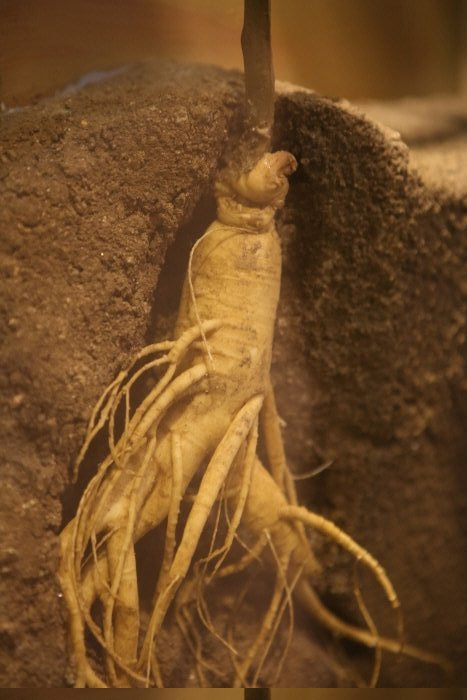 Yeongju Insam Museum-荣州市必去景点