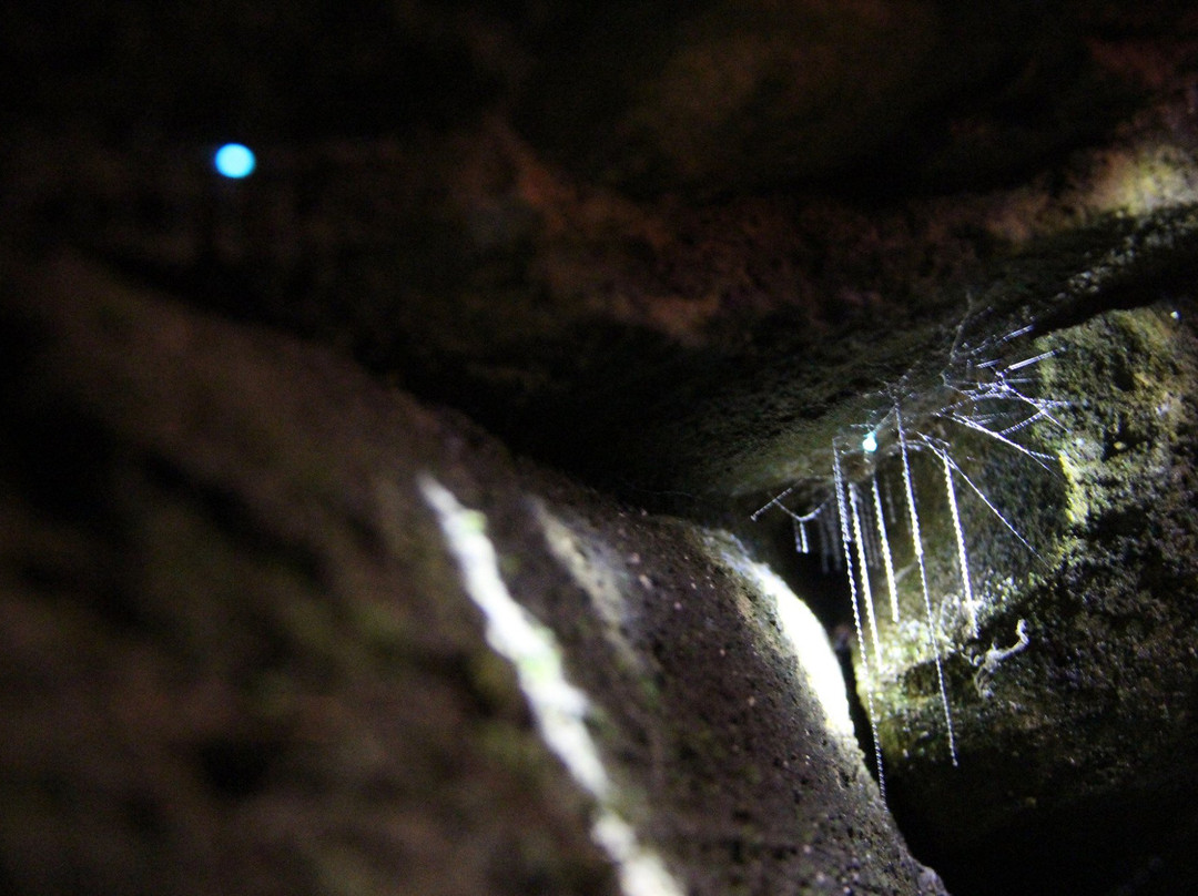 Eco Valley Night Time Nature Tours景点图片
