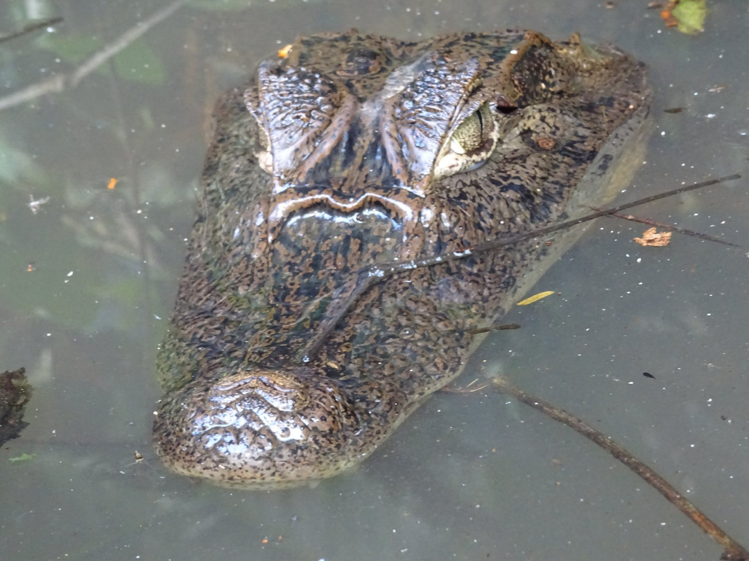 Tortuguero Eco Experiences景点图片