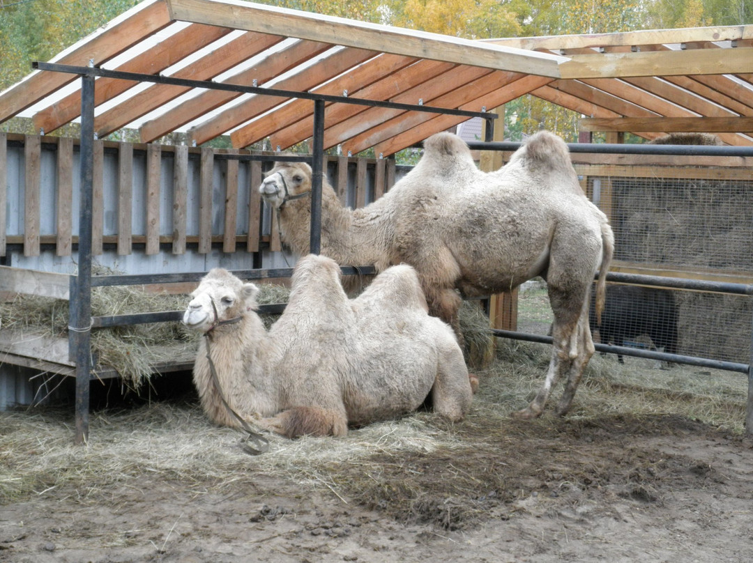 Ostrich Farm-Kurgan必去景点