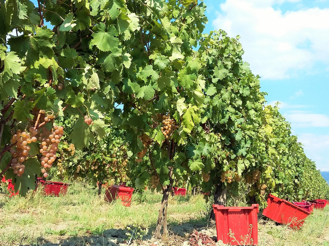 Azienda Vinicola Baia Del Sole - Federici景点图片
