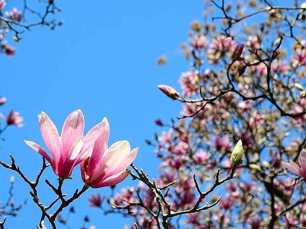 Coker Arboretum-教堂山必去景点