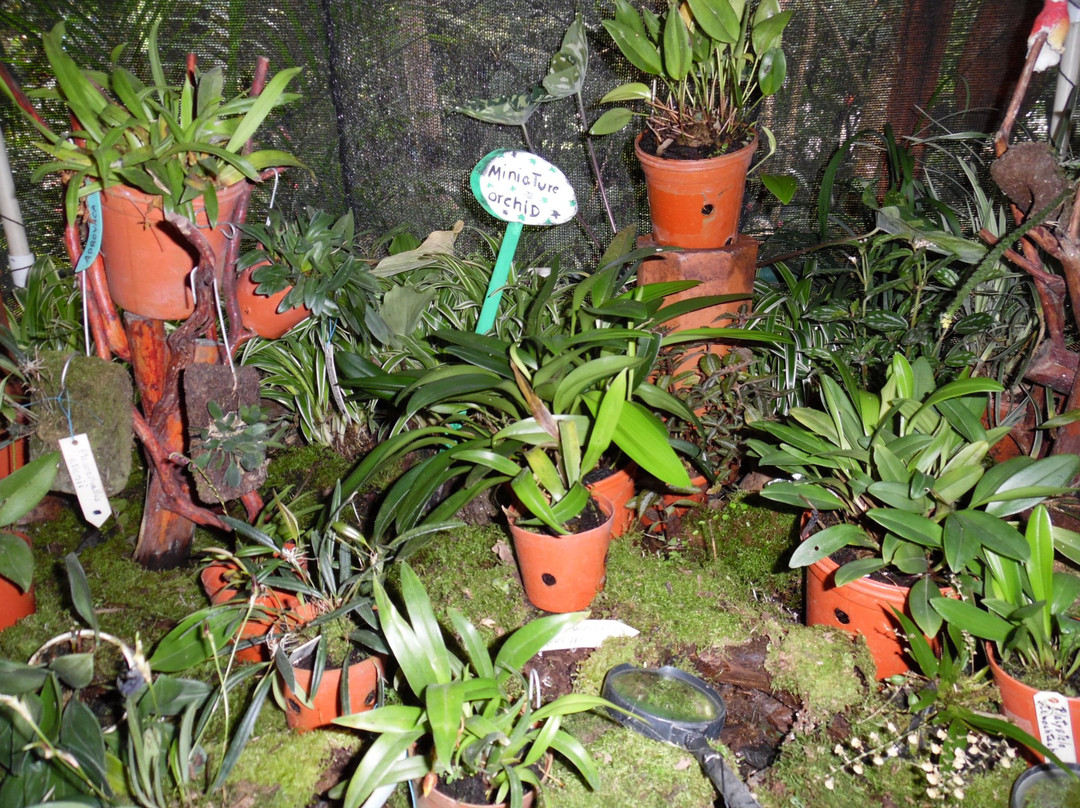 Aprovaca (The Orchid Nursery & Conservation Center)景点图片