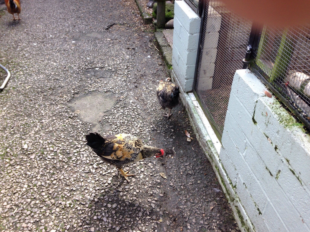 British Wildlife Rescue Centre景点图片