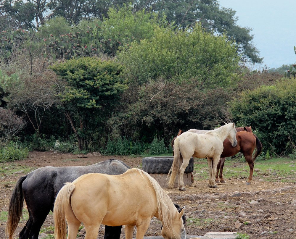 Rancho Las Cascadas Riding Tours-San Agustin Buenavista必去景点
