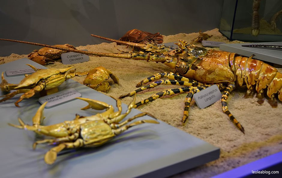 Marine Flora and Fauna Museum景点图片