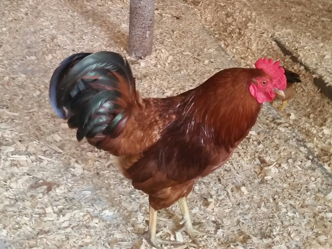 Retreat Farm-布拉特尔伯勒必去景点