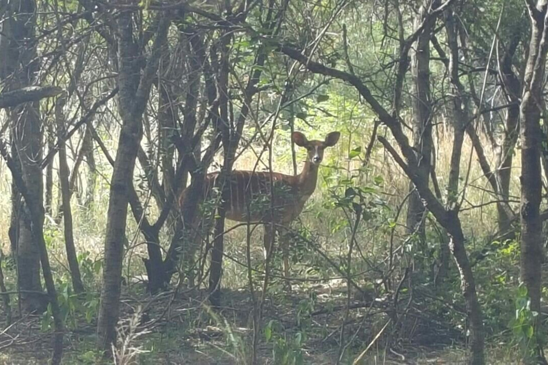 Indabushe Eco Lodge