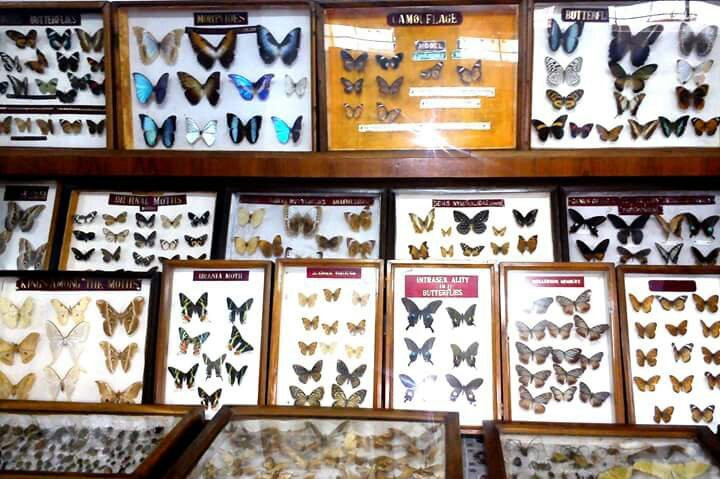 Butterfly Museum景点图片