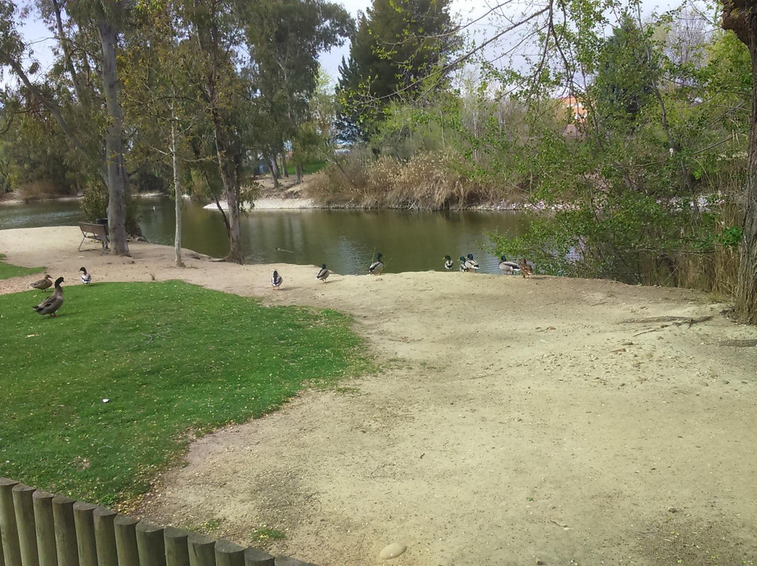 Parque Tierno Galvan景点图片