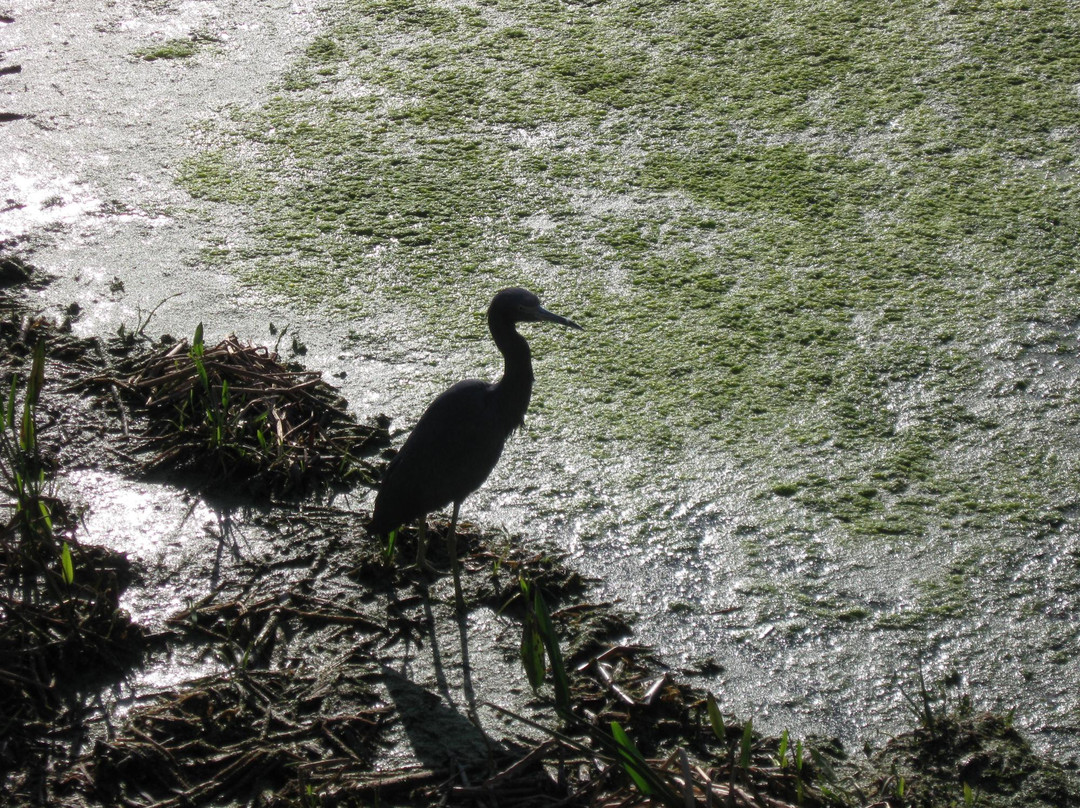 Loxahatchee Slough Natural Area-棕榈滩花园必去景点