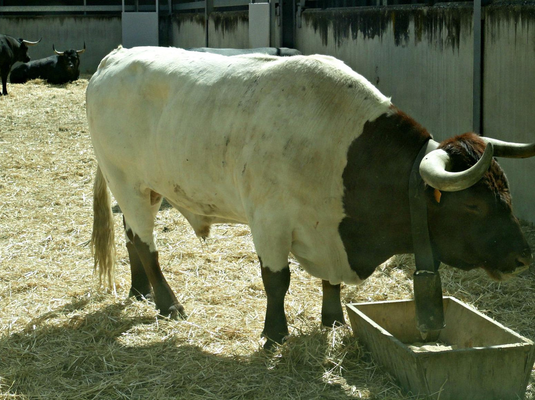 Berriozar旅游景点-Corrales del Gas