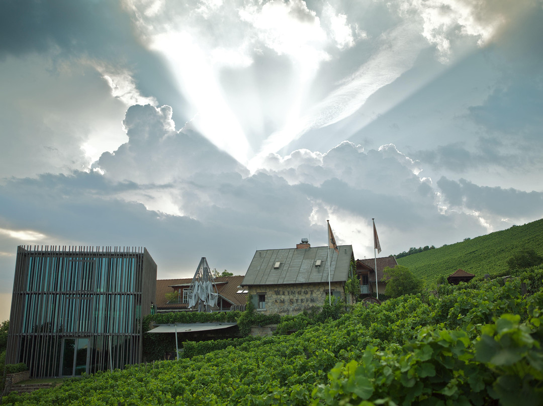 Weingut am Stein, Ludwig Knoll景点图片