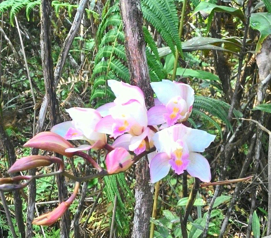 Phu Luang Wildlife Sanctuary-普茹必去景点