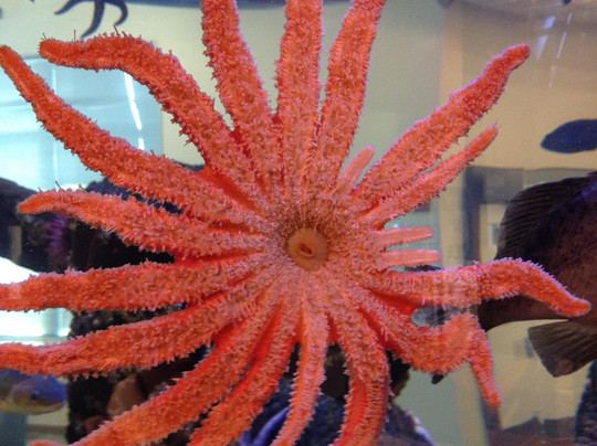 Kodiak Laboratory Aquarium & Touch Tank-Kodiak必去景点