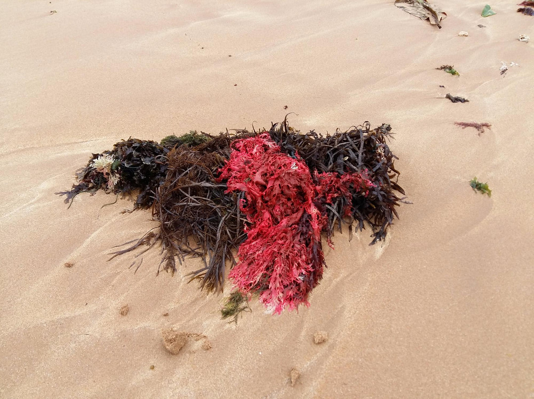 Mar Azul Beach-Santa Cruz必去景点