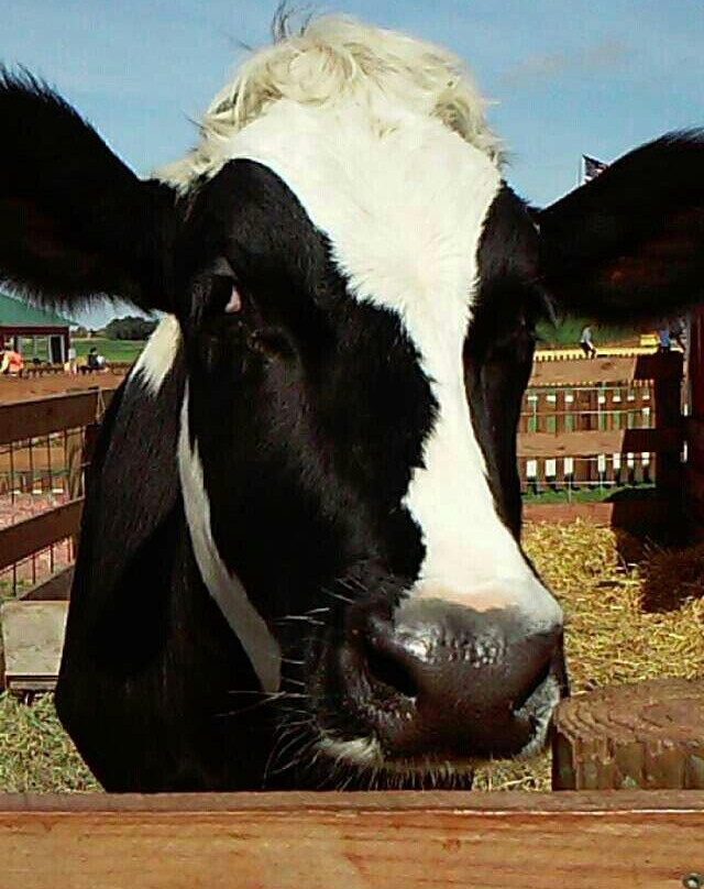 Stade's Farm and Market-McHenry必去景点