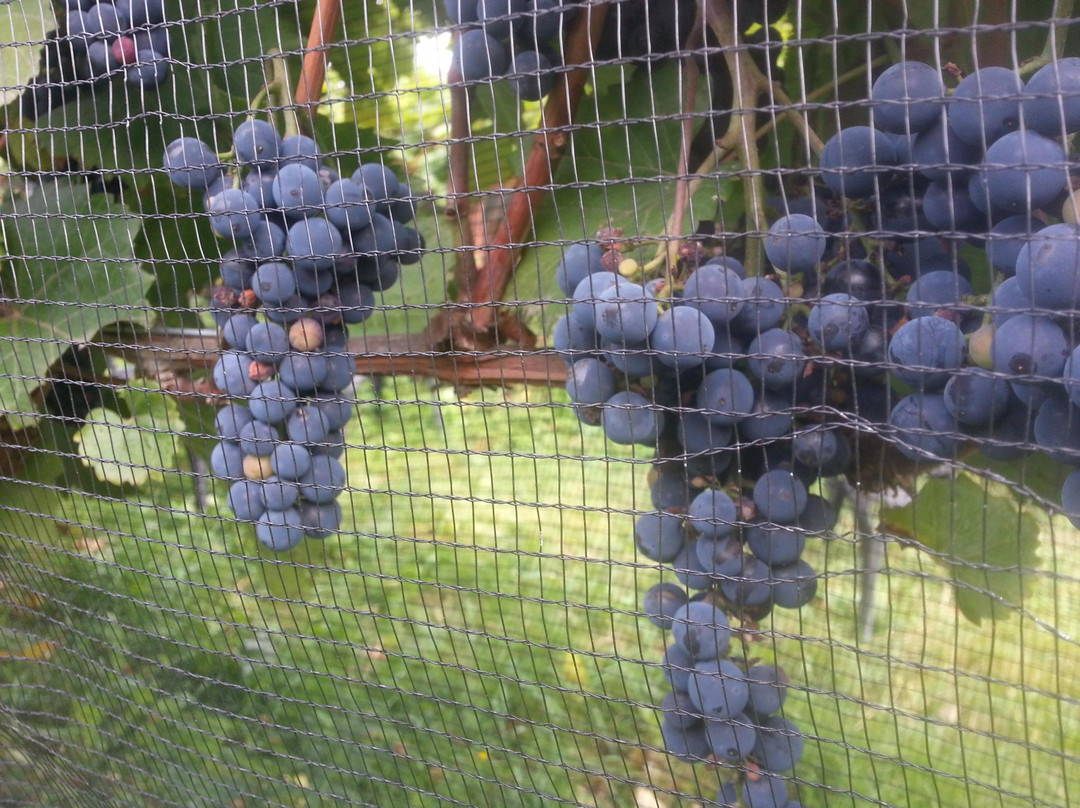 Magnetic Hill Winery-蒙古顿必去景点