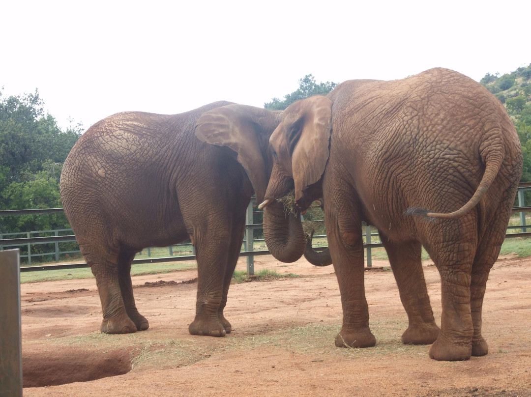 Elephant Sanctuary Hartbeesport Dam-哈特比斯普特必去景点