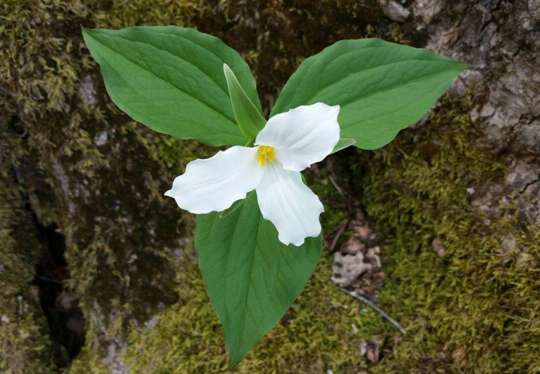 Beckwith Nature Trail-Carleton Place必去景点